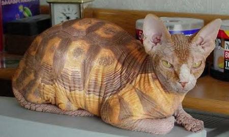tortue+chat = .???? esque tu peux   m'aider de trouver leur nom?