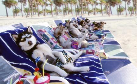 les chien bourgeois   sa3datkom